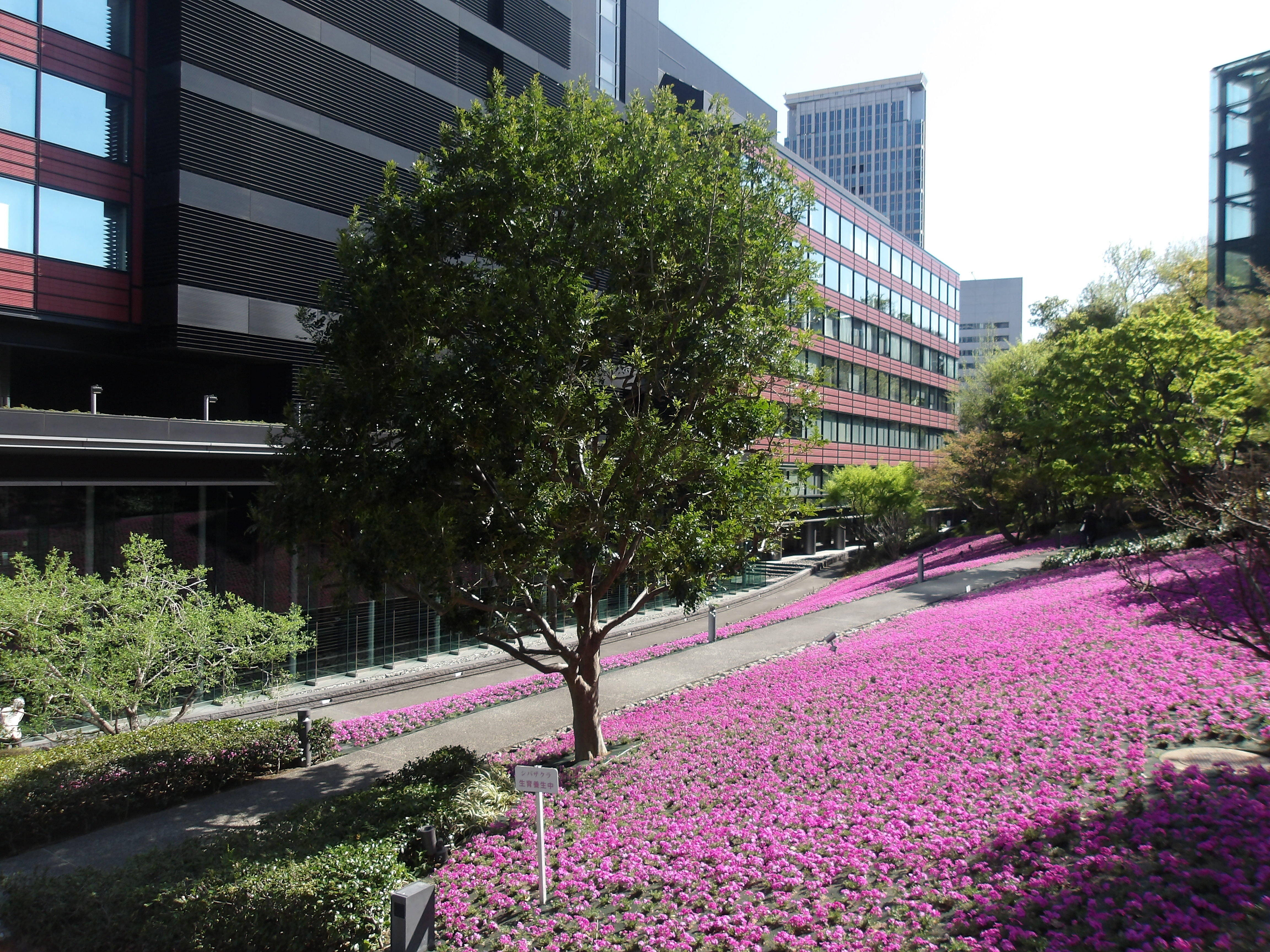 ハチコウ大学講座「三田の芝桜と高輪の歴史散歩」を開催しました